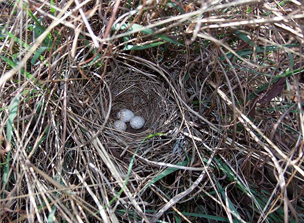 White-browed Scrub Robin nest